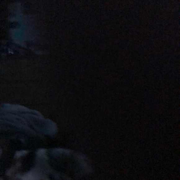 Meet your Posher, Abby - Picture 1 of 1